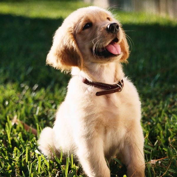 A shallow focus vertical shot of a cute Golden Retriever puppy sitting on a grass ground with a blurred background